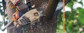 How Our Tree Care Process Works  in  Cape May, NJ