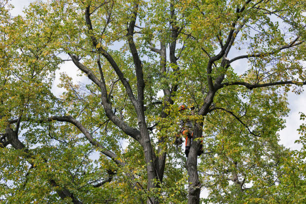 Reliable Cape May, NJ Tree Care Solutions